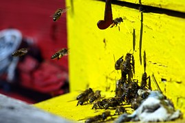 insects